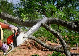 Best Storm Damage Tree Cleanup  in Fremont, NE