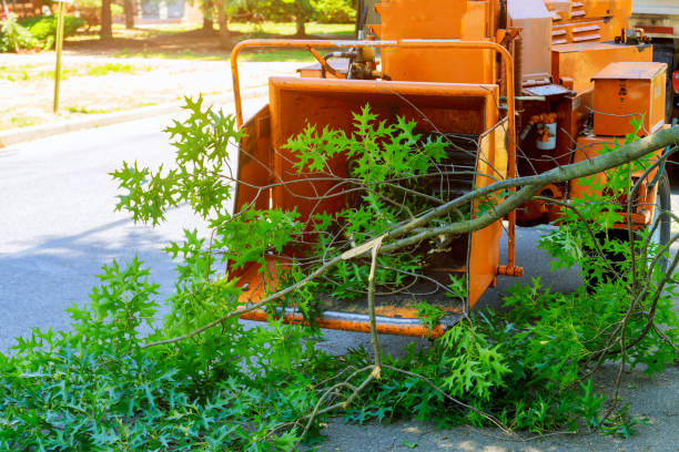 Best Hazardous Tree Removal  in Fremont, NE