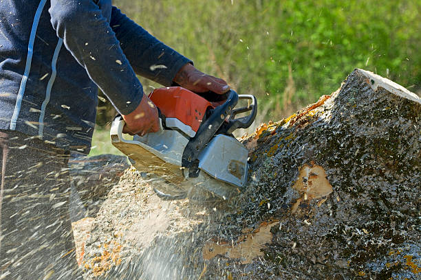 How Our Tree Care Process Works  in  Fremont, NE