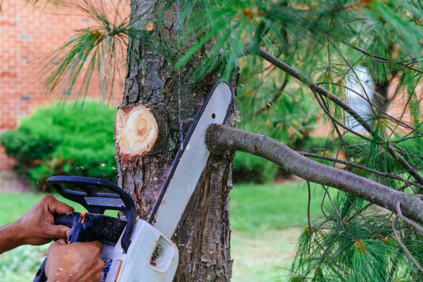 Trusted Fremont, NE Tree Removal Experts